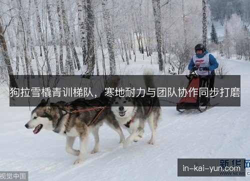 狗拉雪橇青训梯队，寒地耐力与团队协作同步打磨